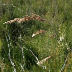 Anthoxanthum redolens