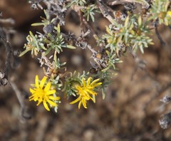 Oedera humilis