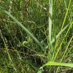 Anthoxanthum redolens