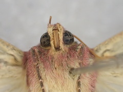 Australothis rubrescens