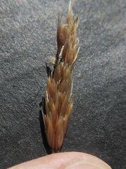 Anthoxanthum redolens