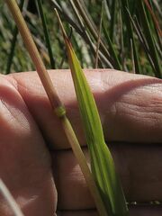 Anthoxanthum redolens