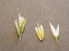 Anthoxanthum redolens