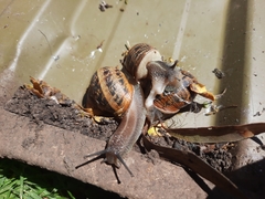 Cornu aspersum