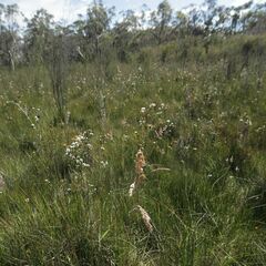 Anthoxanthum redolens