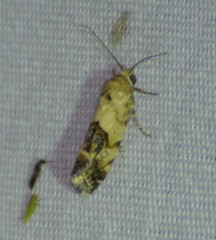 Ponometia nannodes