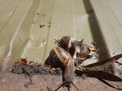 Cornu aspersum