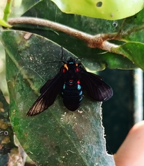 Saurita