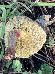 Xerocomellus diffractus