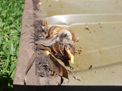 Cornu aspersum