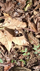 Oxeoschistus tauropolis tauropolis