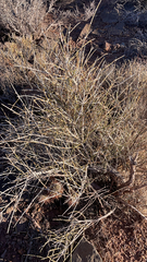 Ephedra nevadensis