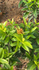 Ixora chinensis