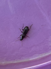 Pterostichus angustus