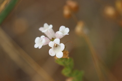 Euphrasia collina