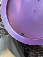 Pterostichus angustus