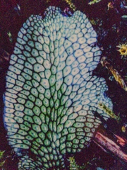 Conocephalum conicum