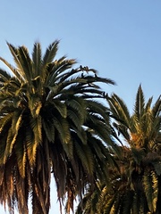 Psittacara erythrogenys