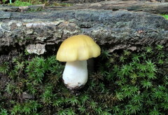 Entoloma bicolor