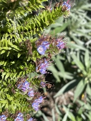 Echium candicans