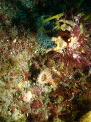 Paracyathus stearnsii