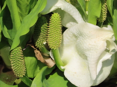 Lysichiton camtschatcensis