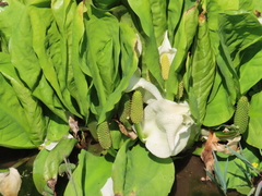 Lysichiton camtschatcensis