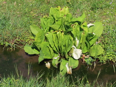 Lysichiton camtschatcensis