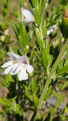 Prostanthera behriana