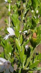 Prostanthera behriana