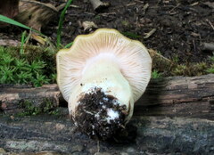 Entoloma bicolor