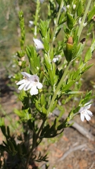 Prostanthera behriana