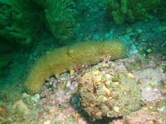 Apostichopus parvimensis