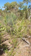 Prostanthera behriana
