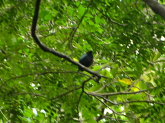 Chiroxiphia linearis