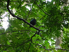 Chiroxiphia linearis