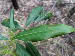 Elaeocarpus reticulatus