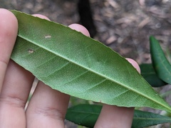 Elaeocarpus reticulatus