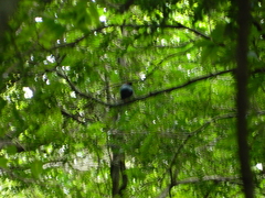 Chiroxiphia linearis