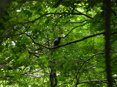 Chiroxiphia linearis