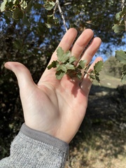 Quercus john-tuckeri