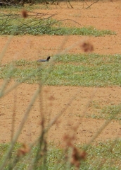 Fulica americana columbiana