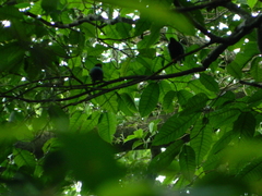 Chiroxiphia linearis