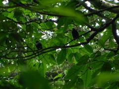 Chiroxiphia linearis