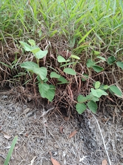 Grewia latifolia