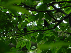 Chiroxiphia linearis