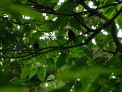 Chiroxiphia linearis