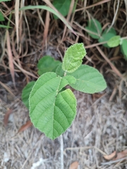 Grewia latifolia