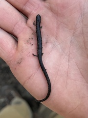 Batrachoseps gavilanensis