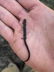 Batrachoseps gavilanensis